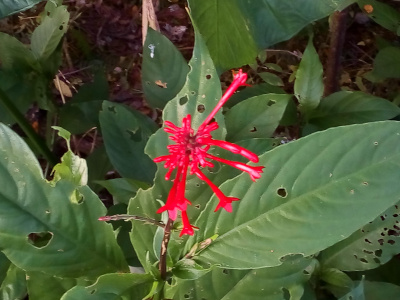 [This plant has large green leaves. At the top is a burst of red. Each bloom is a long conical red spike with four petals in a cup-like shape at the top. There are 10-15 spike blooms at top of the plant.]